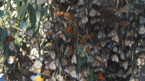 Monarch Butterflies migration Stock Footage 89405584