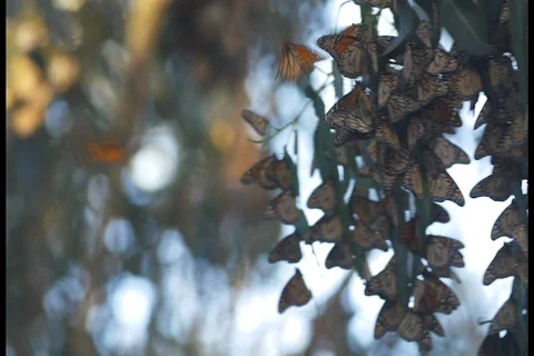 Monarch Butterflies migration Stock Footage 89444808