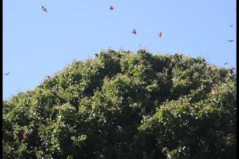 Monarch butterflies - NTSC Stock Footage 12373754