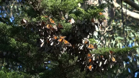 Monarch Butterflies overwintering in northern California, December 2016 #7. Stock Footage
