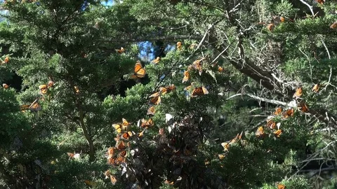 Monarch Butterflies overwintering in northern California, December 2016 #12. Stock Footage
