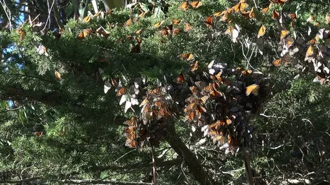 Monarch Butterflies overwintering in northern California, December 2016 #11. Stock Footage