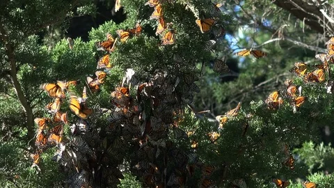 Monarch Butterflies overwintering in northern California, December 2016 #16. Stock Footage