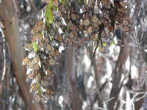 Monarch Butterflies 写真素材