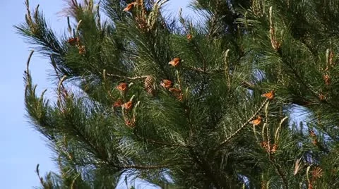 Monarch butterflies in pine tree Stock Footage 21546730
