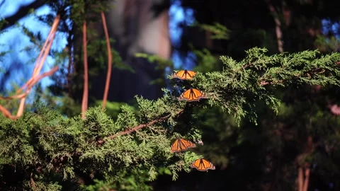 Monarch Butterflies resting on a tree bracch. Vídeos de archivo 302145562