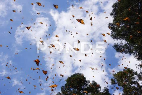Monarch Butterflies, Sierra Chincua Butterfly Sanctuary, Angangueo, Michoacan, Stock Photos