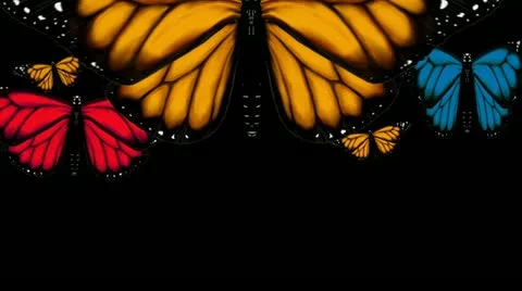 Monarch Butterflies Transition HD Stock Footage