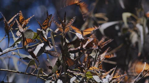 Monarch Butterflies on Tree Branch Stock Footage 68679767