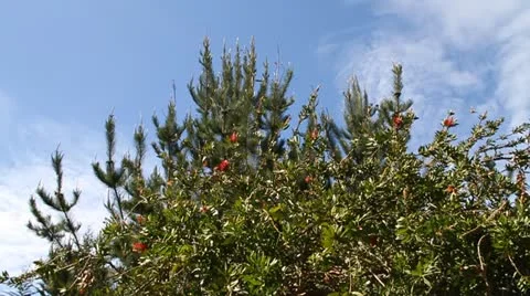 Monarch butterflies in tree Stock Footage 21546830