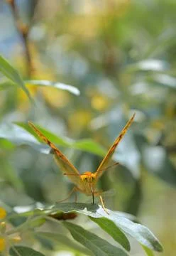 Monarch butterflies on willow Free Stock Photos