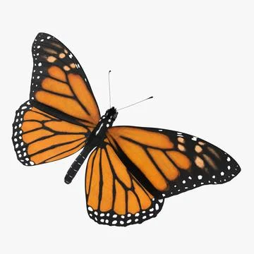 Monarch Butterfly 03 3D Model