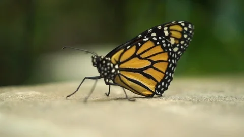 Monarch Butterfly 1 Stock Footage 118181773