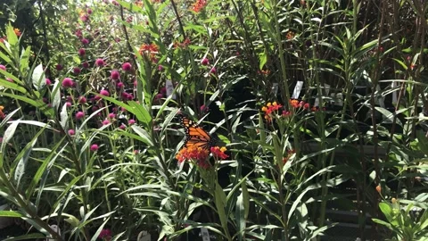 Monarch butterfly-1 Stock-Footage 142109421