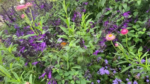 Monarch butterfly-1 Stock-Footage 166187197