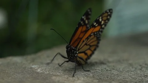 Monarch Butterfly 2 Stock Footage 118181802