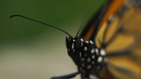 Monarch Butterfly 3 Stock Footage 118181870