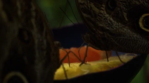 Monarch Butterfly 4 Stock Footage 118181865