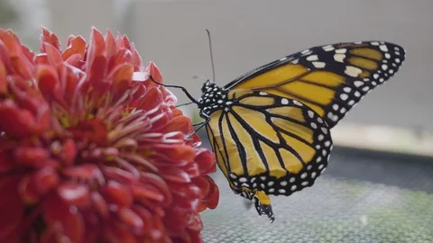 Monarch Butterfly 4K Stock Footage 115715158