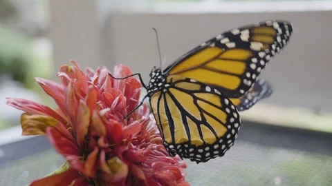 Monarch Butterfly 4K Stock Footage 115716010