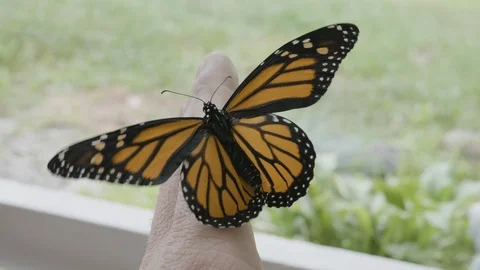 Monarch Butterfly 4K Stock Footage 115716030