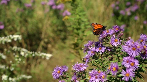 Monarch Butterfly and Bumble Bees Stock Footage 30461232