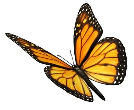 Monarch butterfly angled Stock Illustration
