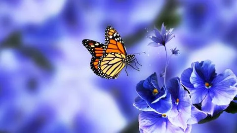 Monarch Butterfly with blue flowers Stock Photos