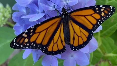 Monarch butterfly on blue hydrangea flower Stock Footage 219240322