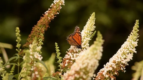 Monarch Butterfly on Butterfly Bush Stock Footage