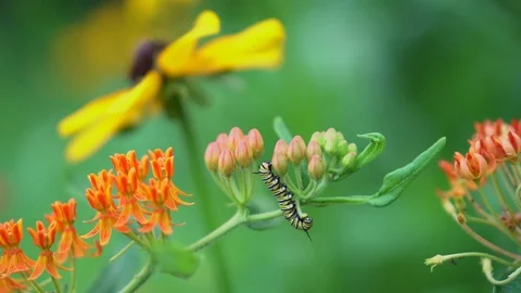 Monarch Butterfly Caterpillar and Milkweed Stock Footage