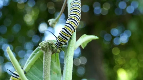 Monarch butterfly caterpillar crawling and searching on milkweed plant Stock Footage 345160692