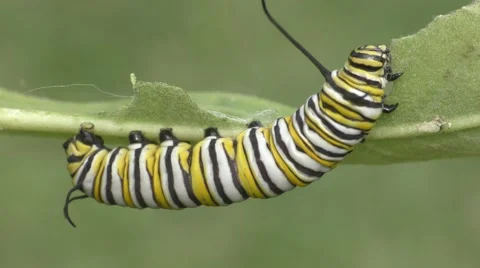 Monarch Butterfly Caterpillar (danaus plexippus) Stock Footage