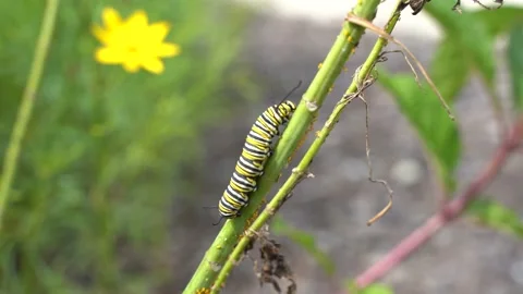 Monarch Butterfly Caterpillar (Danaus plexippus) Stock Footage