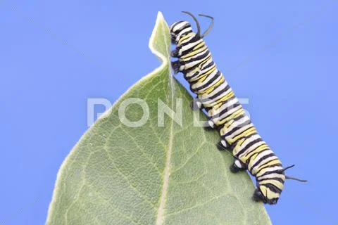 Monarch butterfly caterpillar (danaus plexippus) Stock Photos