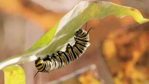 Monarch Butterfly Caterpillar Eating Leaf Macro Nature Video Vidéo 341362312
