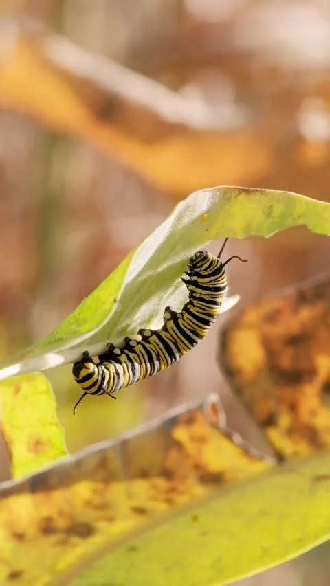 Monarch Butterfly Caterpillar Eating Leaf Macro Nature Vertical Video Vidéo 341362486