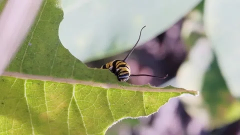 Monarch Butterfly Caterpillar Eating Leaf Macro Nature Video Vidéo 341363870