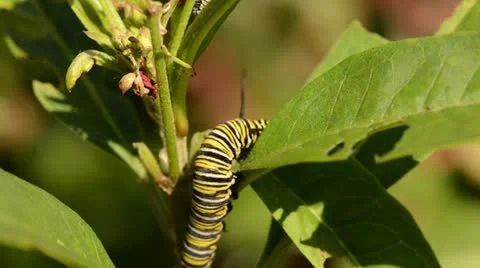 Monarch Butterfly Caterpillar Stock Footage 12173698