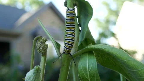Monarch butterfly caterpillar twitching and flicking on milkweed plant in wind Stock Footage 345160701