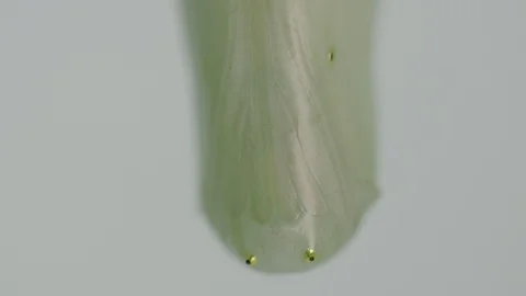 Monarch butterfly chrysalis macro Vídeos de archivo 113375813