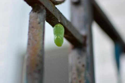 Monarch Butterfly Chrysalis Viewed from Below Stock Photos