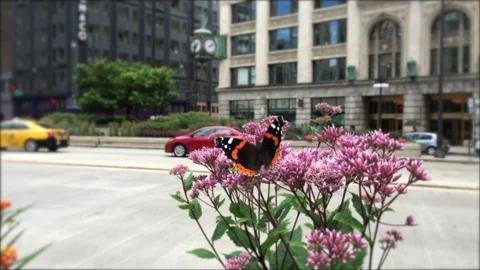 Monarch Butterfly in City Stock Footage 203313549