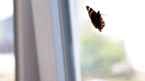 Monarch butterfly climbs on the window Stock Footage 129507851