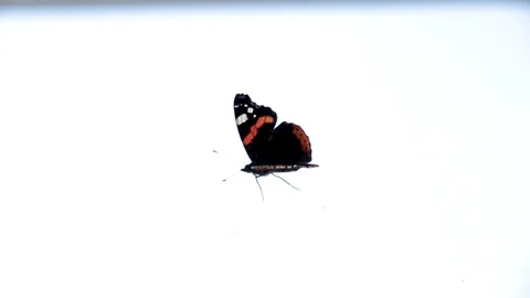 Monarch butterfly climbs on the window Stock Footage 129507860