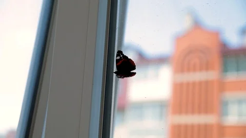 Monarch butterfly climbs on the window Stock Footage 129507874