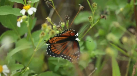Monarch Butterfly Close-Up 02 Stock Footage 32187216
