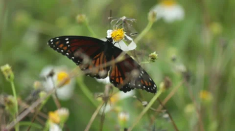 Monarch Butterfly Close Up 3 Stock Footage 32187193
