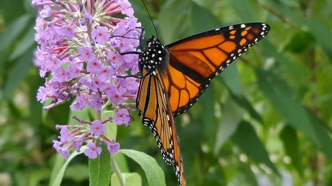 Monarch butterfly close-up 4K Stock Footage 101527652