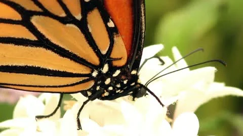 Monarch Butterfly Close Up Video stock 11335260
